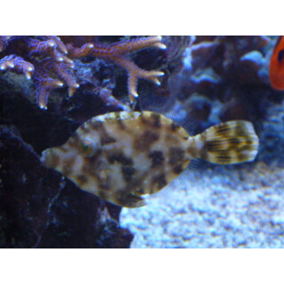 Acreichthys tomentosus - Bristle-tail file-fish/ matted...