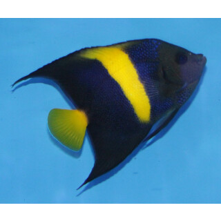 Pomacanthus asfur - Arabian angelfish