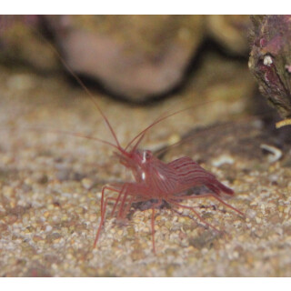 Lysmata wurdemanni - Peppermint Shrimp